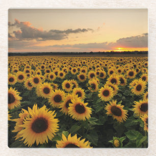 Posavasos De Vidrio Flowers   Sunflower Field