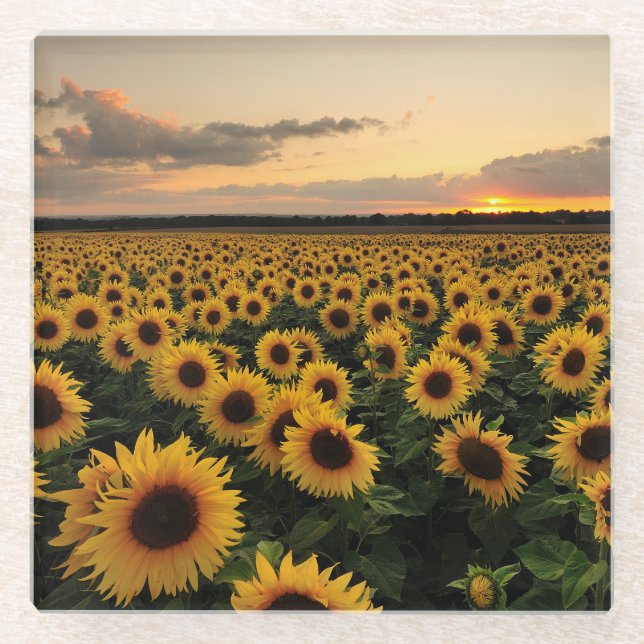 Posavasos De Vidrio Flowers | Sunflower Field (Anverso)
