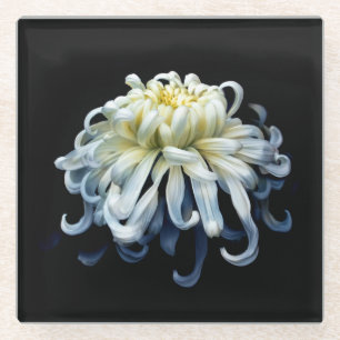 Posavasos De Vidrio Flowers   White Chrysanthemum