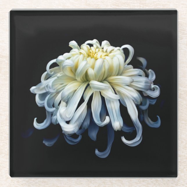 Posavasos De Vidrio Flowers | White Chrysanthemum (Anverso)