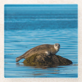 Posavasos De Vidrio Foca de puerto Atlántico