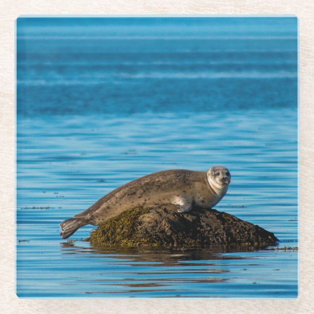 Posavasos De Vidrio Foca de puerto Atlántico (Anverso)
