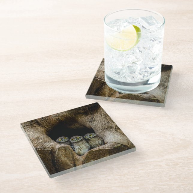 Posavasos De Vidrio Forests | Three Owls Looking (Angular)