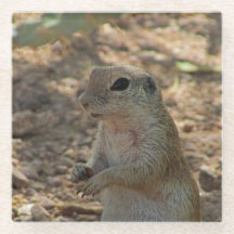 Foto de ardilla terrestre de pie Animal del desier