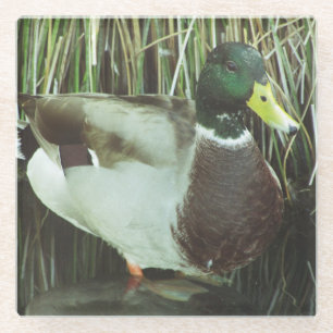 Posavasos De Vidrio Foto Mallard Duck Waterfowl Nature Bird