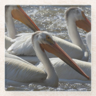 Posavasos De Vidrio Fotografía de la Naturaleza del Pelícano Blanco Am