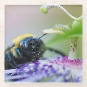 Posavasos De Vidrio Fotografía de macro Bumble Bee
