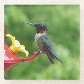 Posavasos De Vidrio Fotografía de pájaro húmedo con trompetas de rubí
