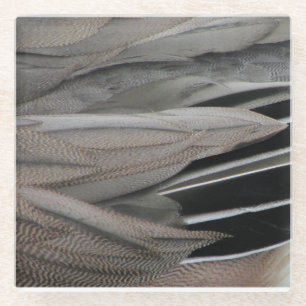 Posavasos De Vidrio Fotografía de pluma de pato naturaleza gris negra
