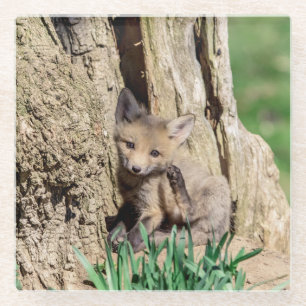 Posavasos De Vidrio Fox Kit en el Valle de Hudson