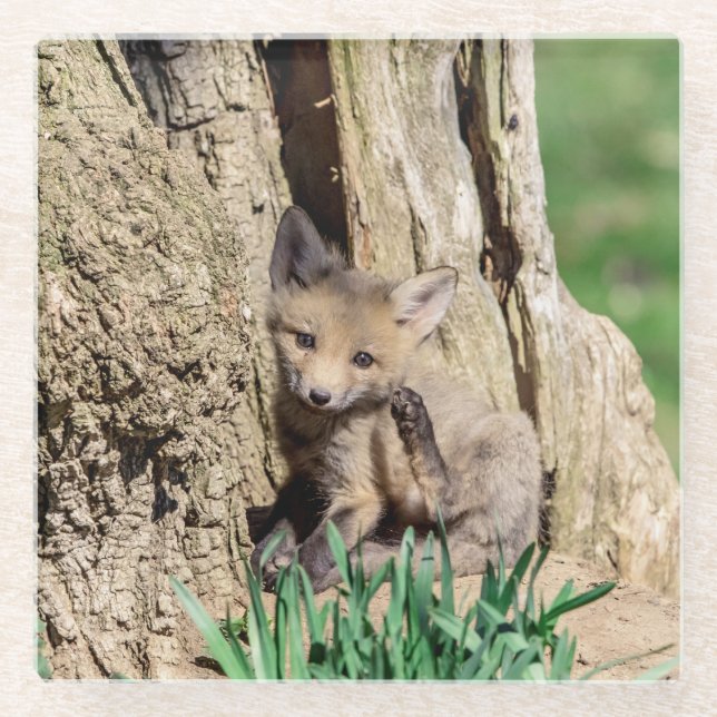 Posavasos De Vidrio Fox Kit en el Valle de Hudson (Anverso)