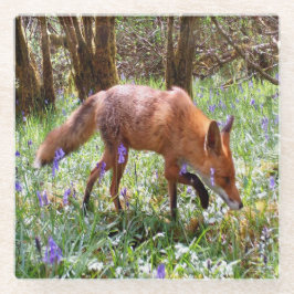 Posavasos De Vidrio Fox roja en los Bluebells