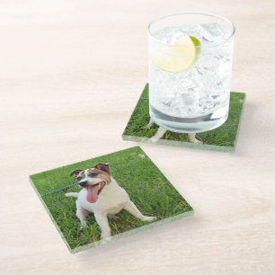 Posavasos De Vidrio Fox Terrier, Tongue En La Queja,