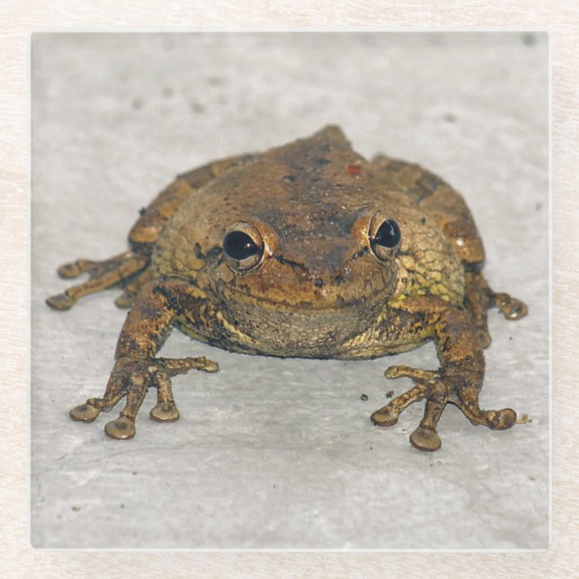 Posavasos De Vidrio Frog Photo Square Glass Coaster (Anverso)