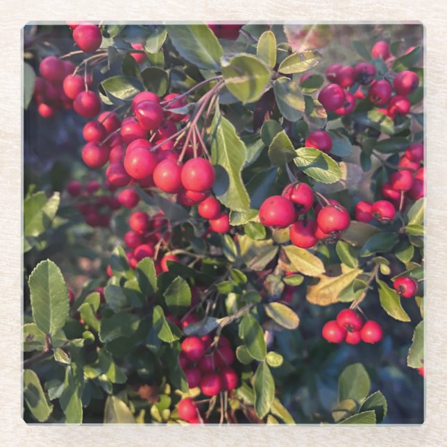 Posavasos De Vidrio Frutos del otoño (Anverso)