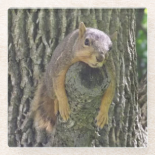 Posavasos De Vidrio Funny Cute Lazy Squirrel sobre la rama del árbol