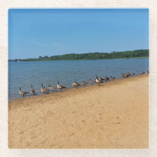 Posavasos De Vidrio Gansos en Silver Lake, Wisconsin