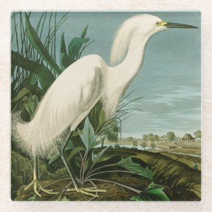 Posavasos De Vidrio Garza Blanca de Audubon Ave Birding