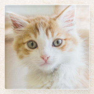 Posavasos De Vidrio Gatito anaranjado y blanco