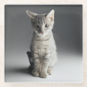 Posavasos De Vidrio Gatito azul del Tabby