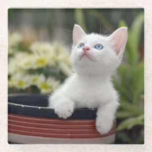 Posavasos De Vidrio Gatito blanco turco
