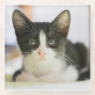 Posavasos De Vidrio Gatito blanco y negro dulce