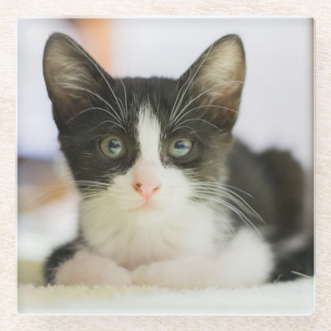 Posavasos De Vidrio Gatito blanco y negro dulce (Anverso)