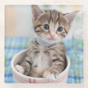 Posavasos De Vidrio Gatito de Munchkin con la cinta bonita