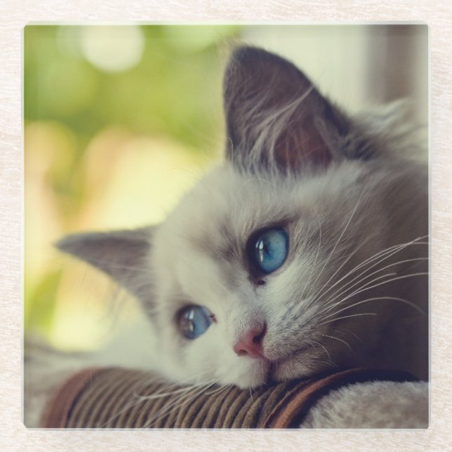 Posavasos De Vidrio Gatito de Ragdoll (Anverso)