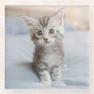 Posavasos De Vidrio Gatito del Coon de Maine