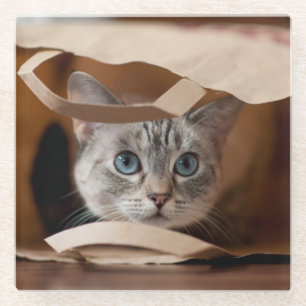 Posavasos De Vidrio Gatito en bolso de ultramarinos
