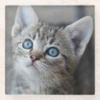 Gatito lindo en el jardín