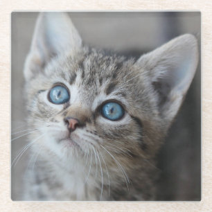 Posavasos De Vidrio Gatito lindo en el jardín