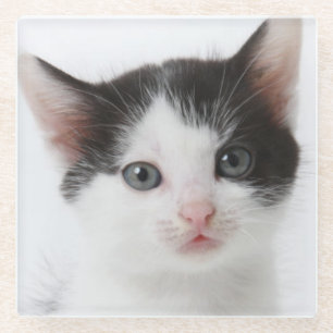 Posavasos De Vidrio Gatito manchado negro