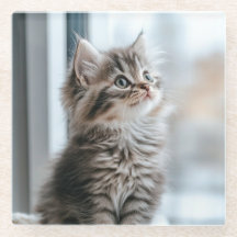 Gatito mirando por la ventana