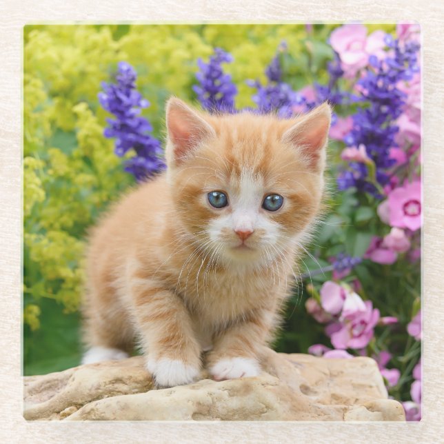 Posavasos De Vidrio Gatito mullido lindo del gato del bebé del (Anverso)