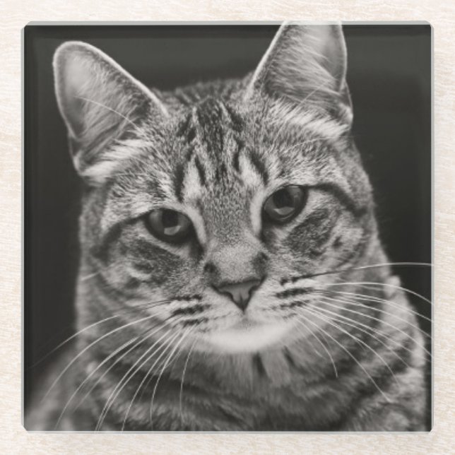 Posavasos De Vidrio Gatito negro del Tabby (Anverso)