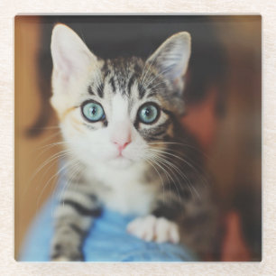 Posavasos De Vidrio Gatito observado azul brillante