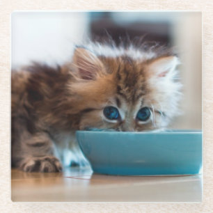 Posavasos De Vidrio Gatito persa joven