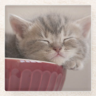 Posavasos De Vidrio Gatito que duerme en un cuenco