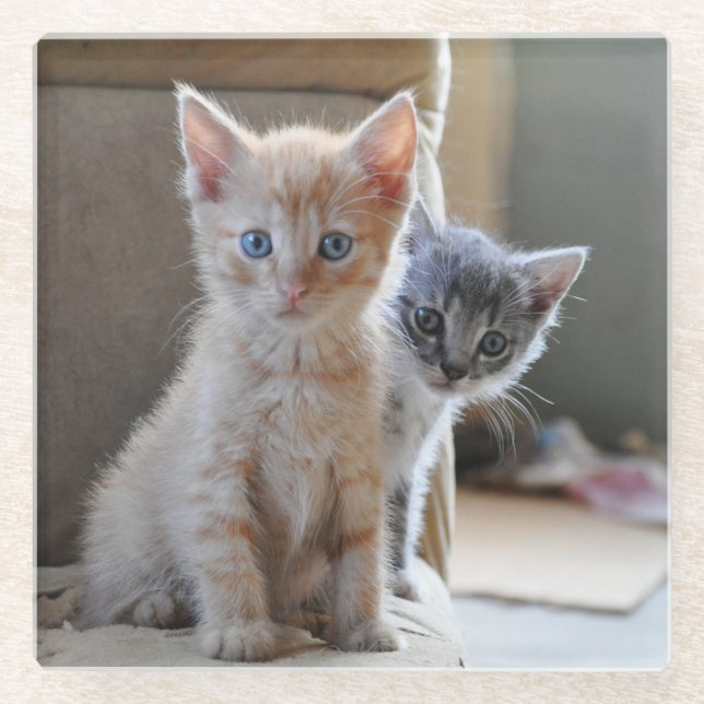 Posavasos De Vidrio Gatitos curiosos (Anverso)