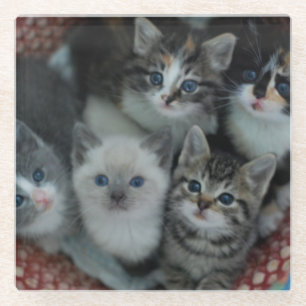 Posavasos De Vidrio Gatitos en una cesta