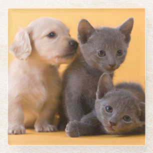 Posavasos De Vidrio Gatitos y perritos azules rusos del Dachshund