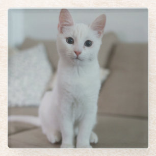 Posavasos De Vidrio Gato blanco   Zazzle_Growshop.