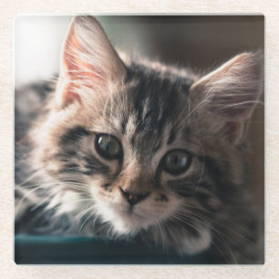 Posavasos De Vidrio Gato de Tabby masculino joven 2