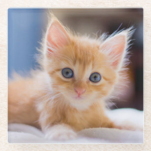 Posavasos De Vidrio Gato lindo con los ojos azules