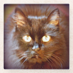 Posavasos De Vidrio gato negro