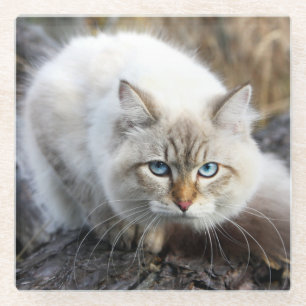 Posavasos De Vidrio Gato Siberiano En Un Bosque Otoño
