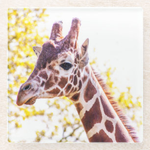 Posavasos De Vidrio Giraffe Portrait