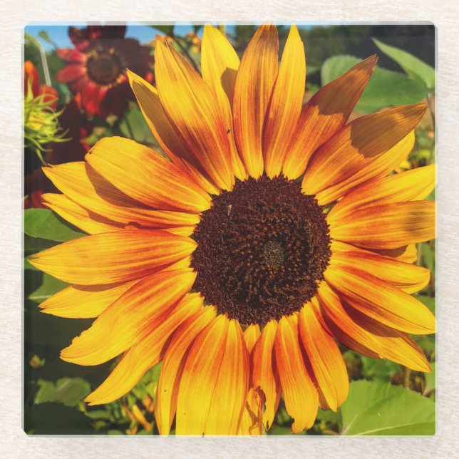 Posavasos De Vidrio Girasol (Anverso)